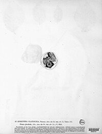 Phomopsis glandicola image